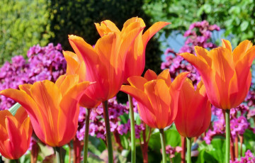 Картинка цветы тюльпаны макро