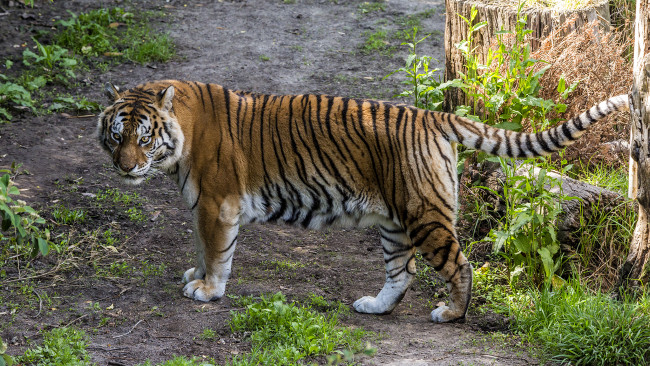 Обои картинки фото животные, тигры, тигр, тропа