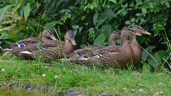 Обои картинки фото животные, утки, стайка