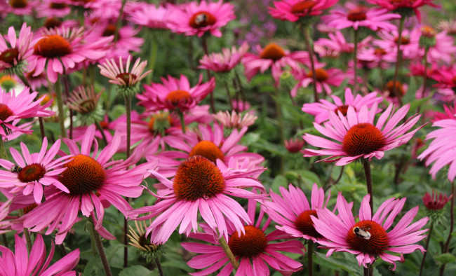 Обои картинки фото цветы, эхинацея, розовый
