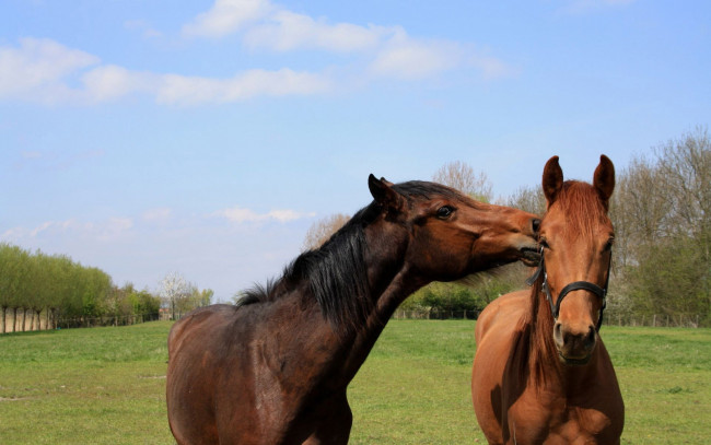 Обои картинки фото животные, лошади