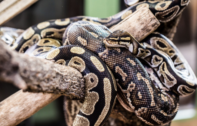 Обои картинки фото животные, змеи,  питоны,  кобры, питон, сук