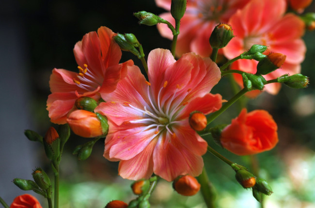 Обои картинки фото цветы, левизия, макро