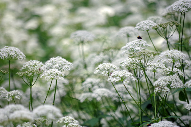 Обои картинки фото цветы, луговые , полевые,  цветы, дикая, морковь