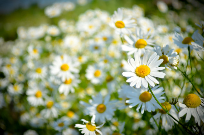 Обои картинки фото цветы, ромашки, лето