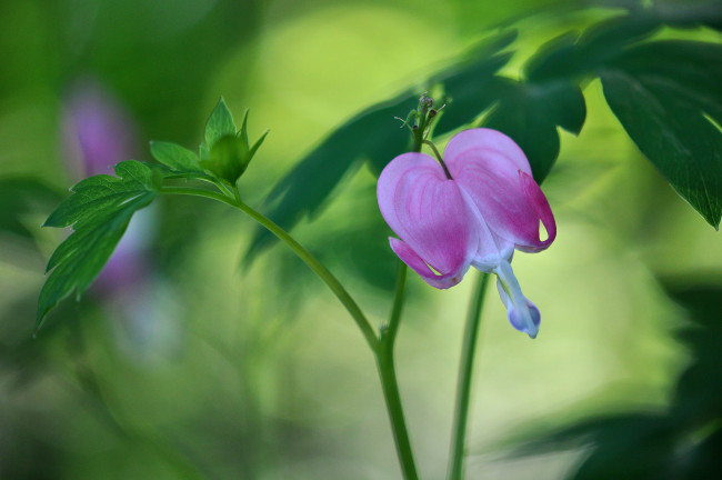 Обои картинки фото цветы, дицентра , разбитое сердце, сердечко