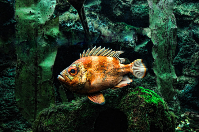 Обои картинки фото животные, рыбы, окунь, каменный
