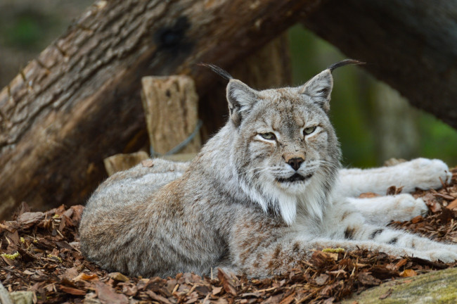 Обои картинки фото животные, рыси, зоопарк, отдых, кошка, лежит, кисточки