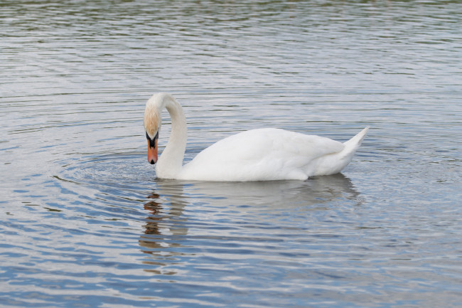 Обои картинки фото животные, лебеди, рябь, белый