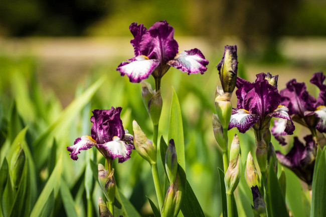 Обои картинки фото цветы, ирисы, касатики