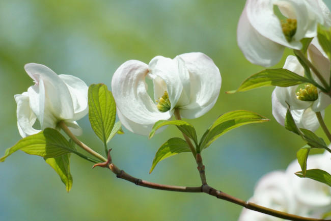 Обои картинки фото цветы, кизил, ветка