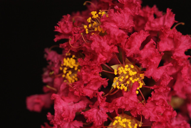 Обои картинки фото цветы, лагерстрёмия , индийская сирень, макро