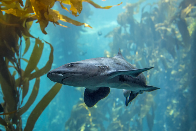 Обои картинки фото животные, акулы, акула, рифы, океан