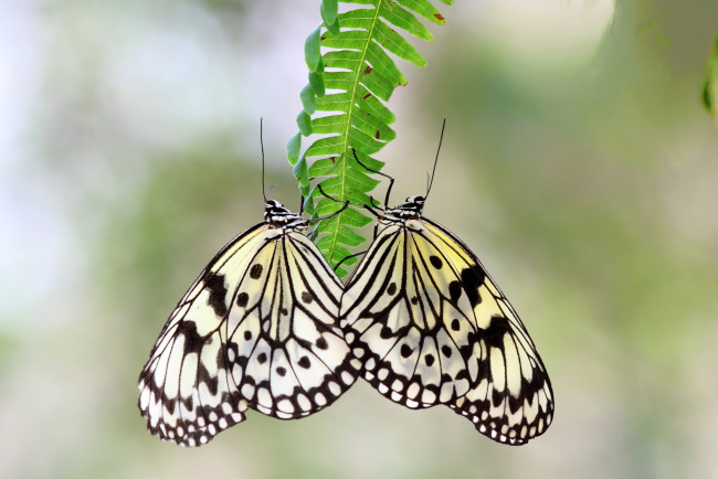 Обои картинки фото животные, бабочки, крылья