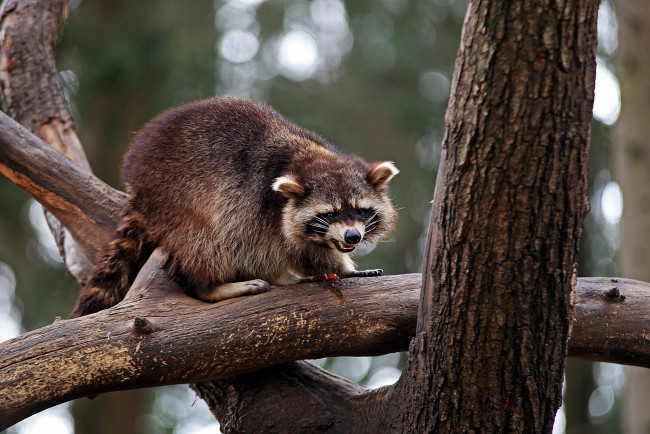 Обои картинки фото животные, еноты, енот