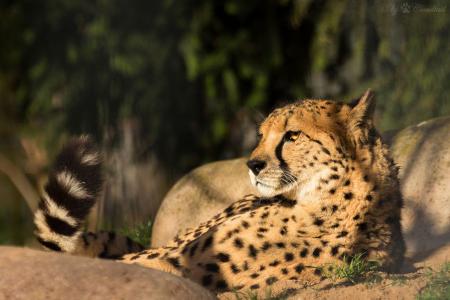 Обои картинки фото животные, гепарды, хвост, отдых, морда, хищник