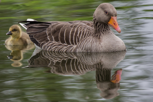 Обои картинки фото животные, гуси, птенец, гусь, канадский