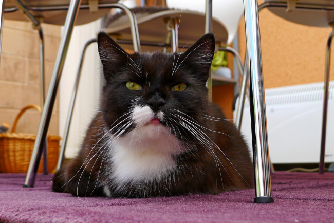 Обои картинки фото животные, коты, котяра