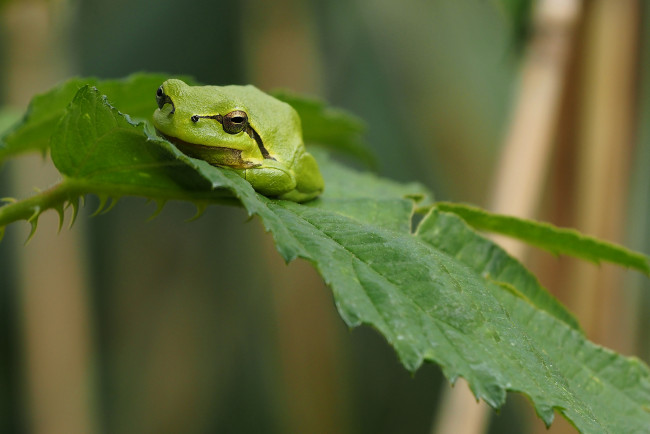 Обои картинки фото животные, лягушки, лягушка, древесная