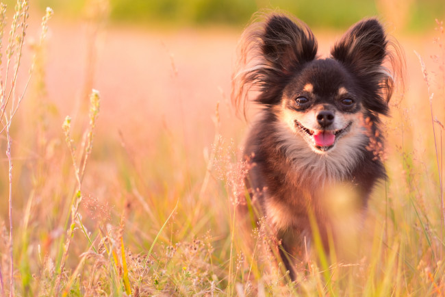 Обои картинки фото животные, собаки, чихуахуа