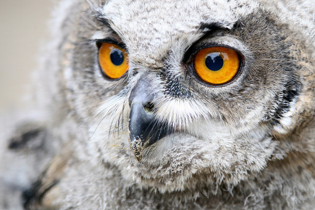 Обои картинки фото животные, совы, полярная, сова