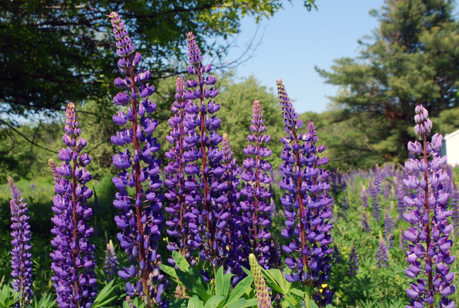 Обои картинки фото цветы, люпин, фиолет