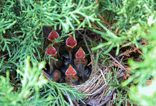 Обои картинки фото животные, гнезда птиц, клювы