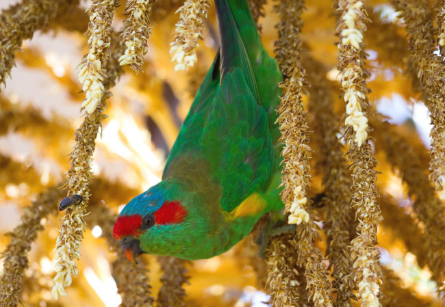 Обои картинки фото животные, попугаи, зеленый