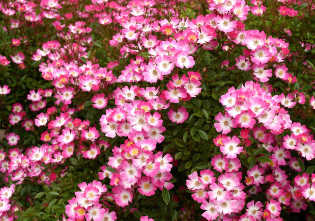 Обои картинки фото цветы, шиповник, куст