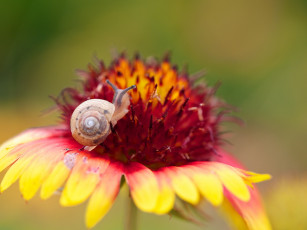 Картинка животные улитки макро цветок улитка