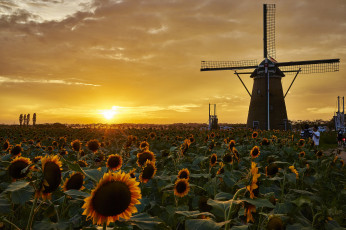 Картинка разное мельницы поле подсолнухи ветряк