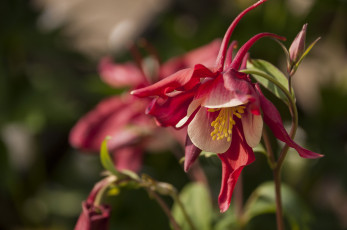 Картинка цветы аквилегия+ водосбор красный макро цветок