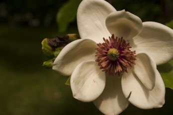 Картинка цветы клематис+ ломонос клематис лепестки цветок