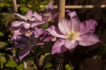 Картинка цветы клематис+ ломонос розовые клематис