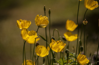 Картинка цветы маки луг фон жёлтые