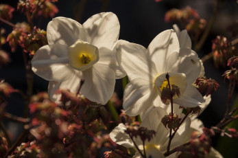 Картинка цветы нарциссы