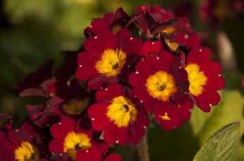 Картинка цветы примулы весна красные