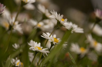 Картинка цветы ромашки макро луг