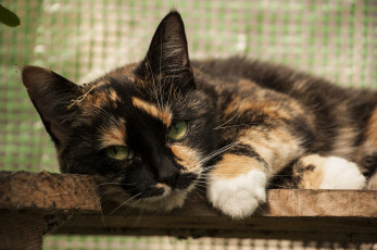 Картинка животные коты кошка взгляд ушки