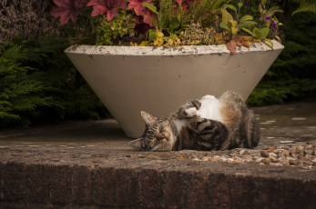 Картинка животные коты кошка животное лапки взгляд кот