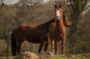 Картинка животные лошади