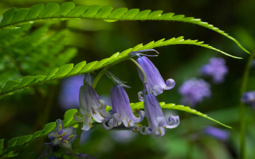 Картинка цветы колокольчики трава макро