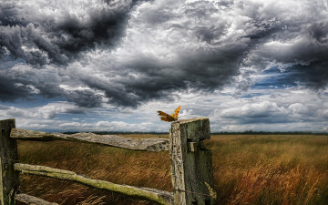 Картинка животные бабочки +мотыльки +моли забор бабочка небо