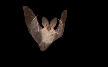 Картинка животные летучие+мыши летучая мыш природа фон