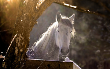 Картинка животные лошади конь дерево природа