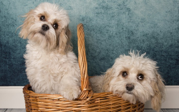 Картинка животные собаки корзина фон
