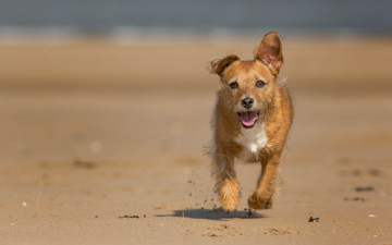 Картинка животные собаки собака взгляд друг бег