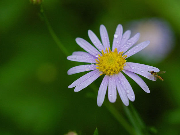 Обои картинки фото цветы, аизовые, капли, насекомое, роса, лепестки, цветок, фон, макро