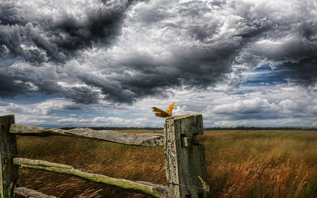 Обои картинки фото животные, бабочки,  мотыльки,  моли, забор, бабочка, небо