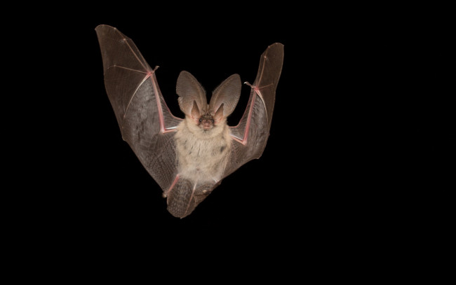 Обои картинки фото животные, летучие мыши, летучая, мыш, природа, фон